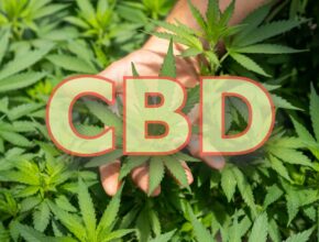 What Should You Know About CBD? Understand the Legality of CBD