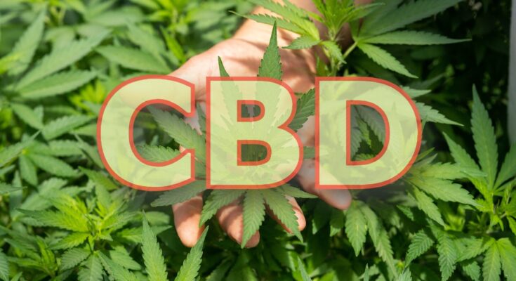 What Should You Know About CBD? Understand the Legality of CBD